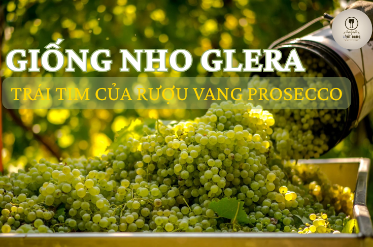 GIỐNG NHO GLERA – TRÁI TIM CỦA RƯỢU VANG PROSECCO