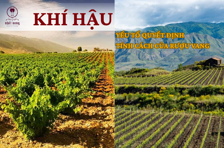 KHÍ HẬU - YẾU TỐ ẢNH HƯỞNG TỚI TÍNH CÁCH CỦA RƯỢU VANG