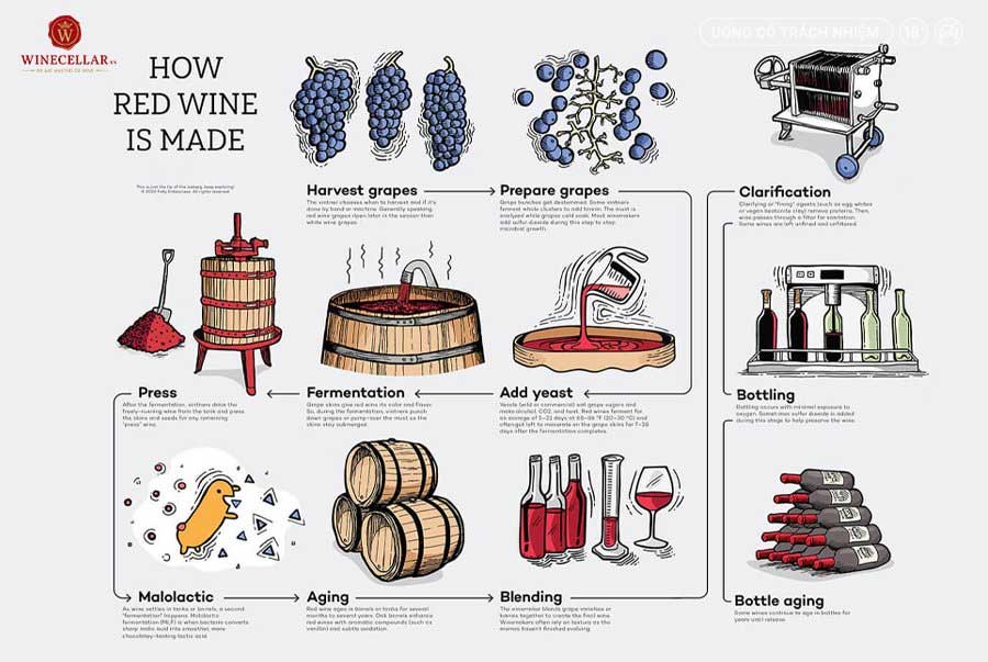 Ảnh 1: Quy trình sản xuất rượu vang đỏ