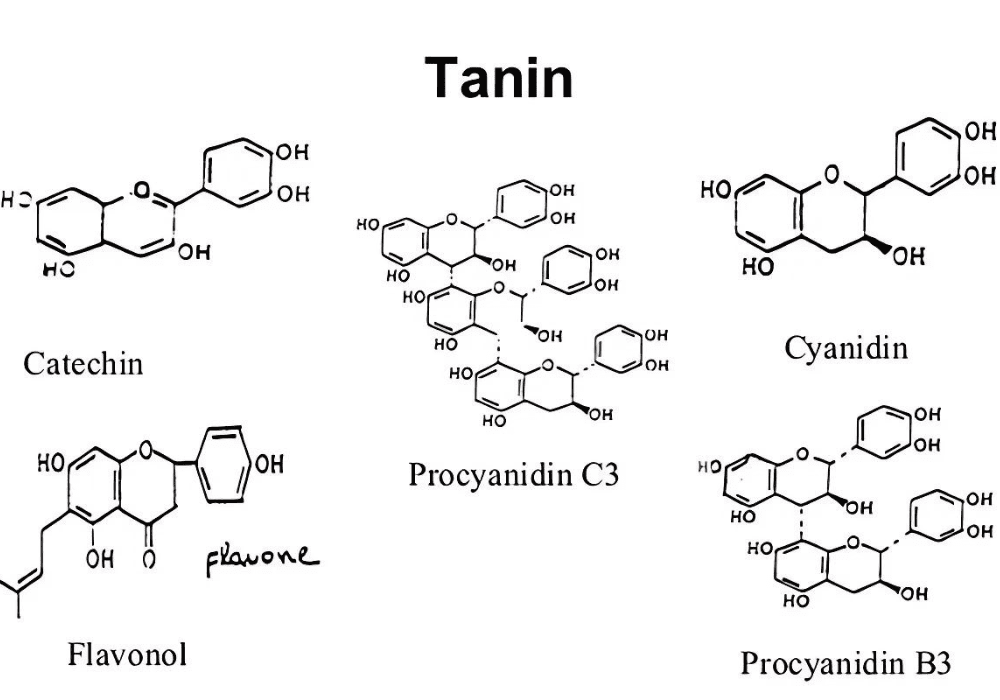 Tannin là gì? 6 tác dụng của tannin trong rượu vang
